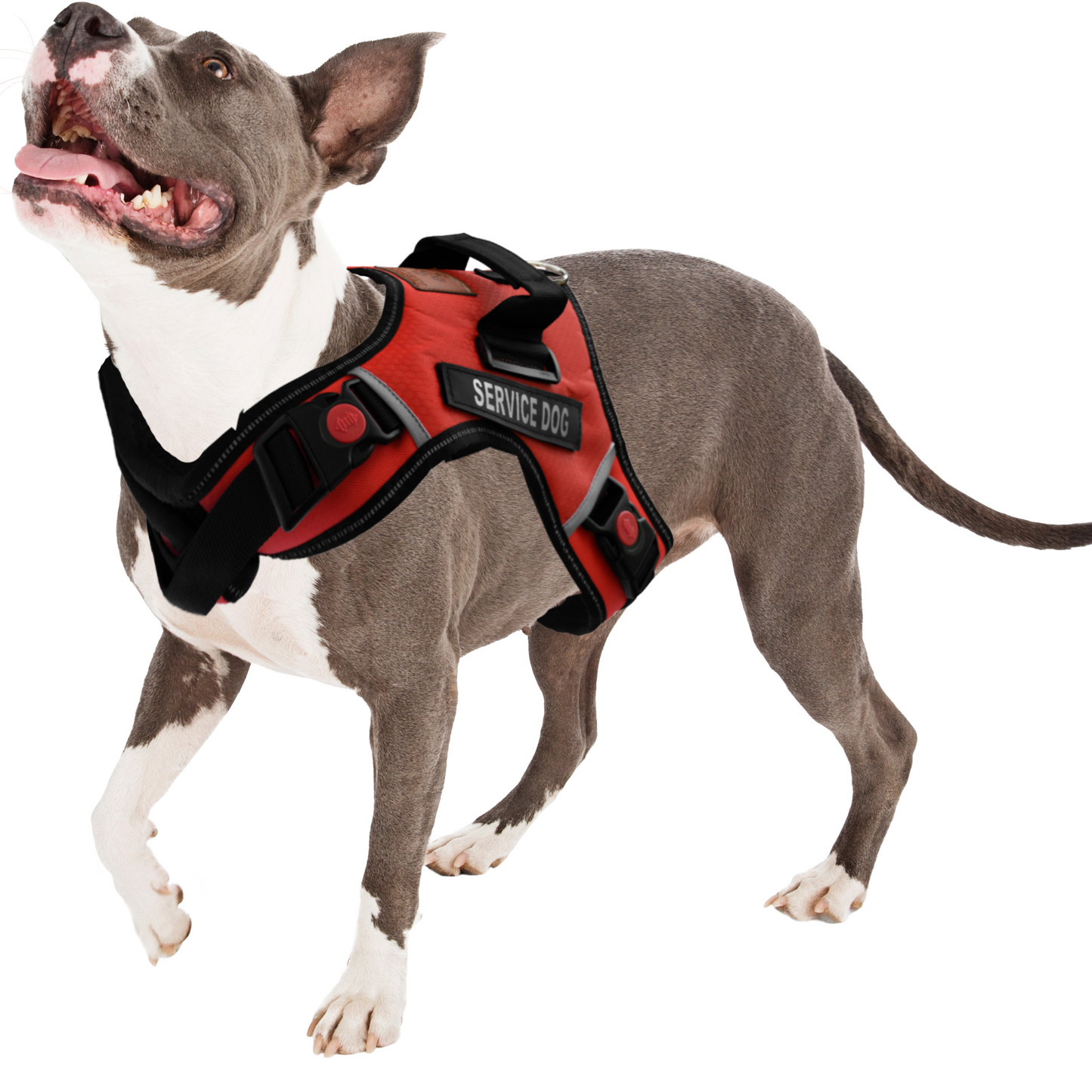 ALBCORP Service Dog Vest Harness - Reflective - Woven Polyester and Nylon, Comfy Mesh Padding - Sizes from XXS to XL – Service Dog Patches Included.-Dog Vest Harness-AlbCorpShop